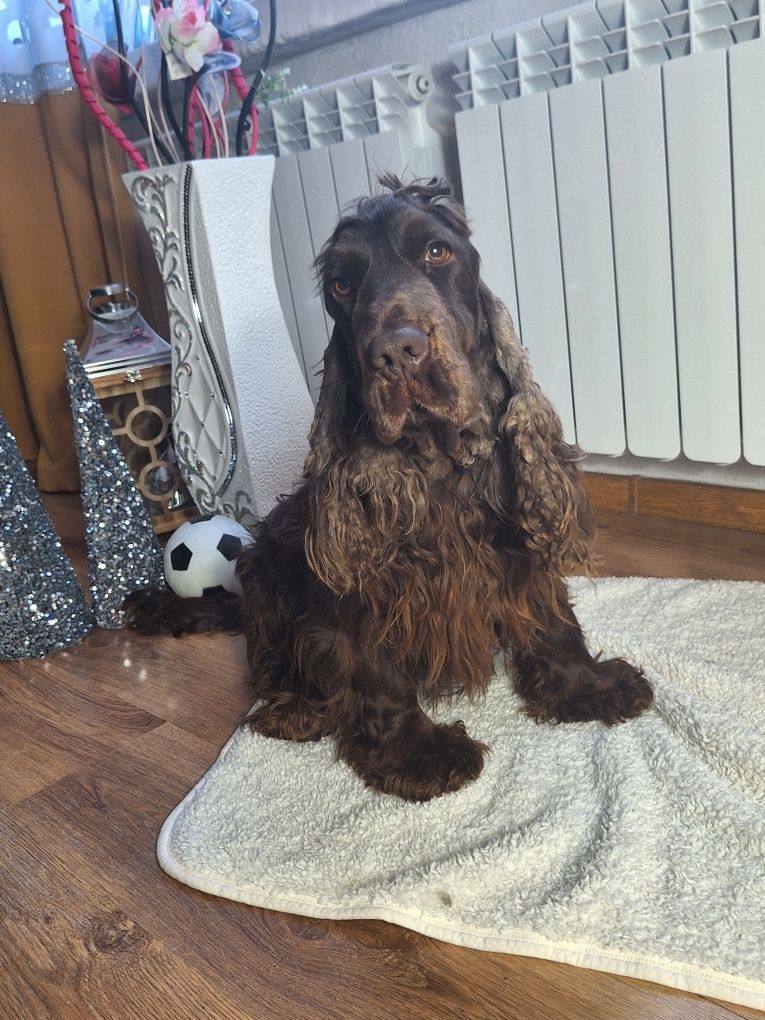 Cocker spaniel angielski- pies czekoladowy