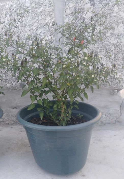 Planta gindungo / picante de Angola vários tamanhos