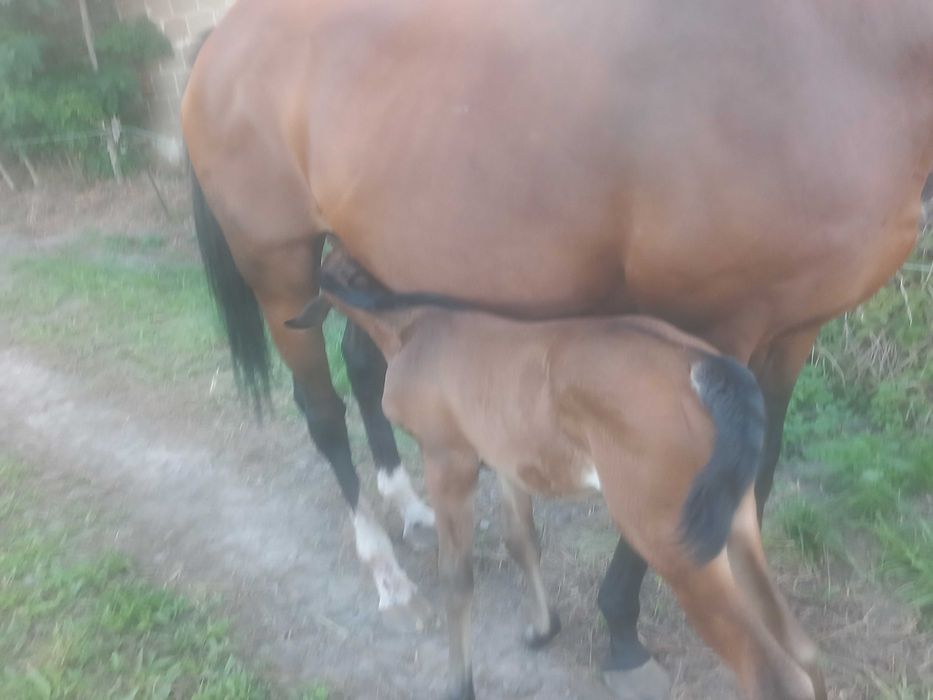 Hotel   Wolny boksy w stajni przydomowej   BŁASZKI