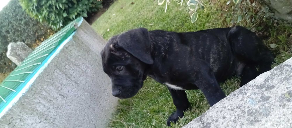 Cão cane corse suciavel