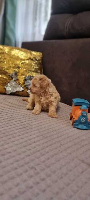 Супер мальчик !Мальтипу!