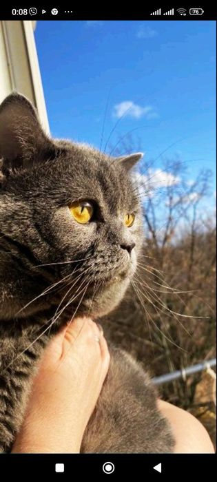 Британські прямовухі кошенята