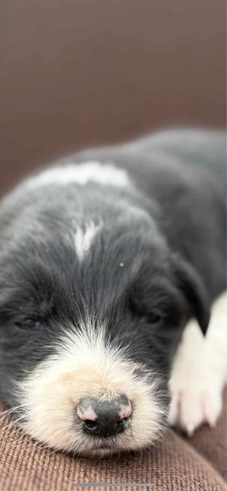 Border Collie piesek rodowód szczeniak