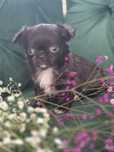 Śliczna Czekoladowa Chihuahua Długowłosa