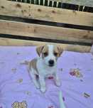 Suczka Jack russell terrier