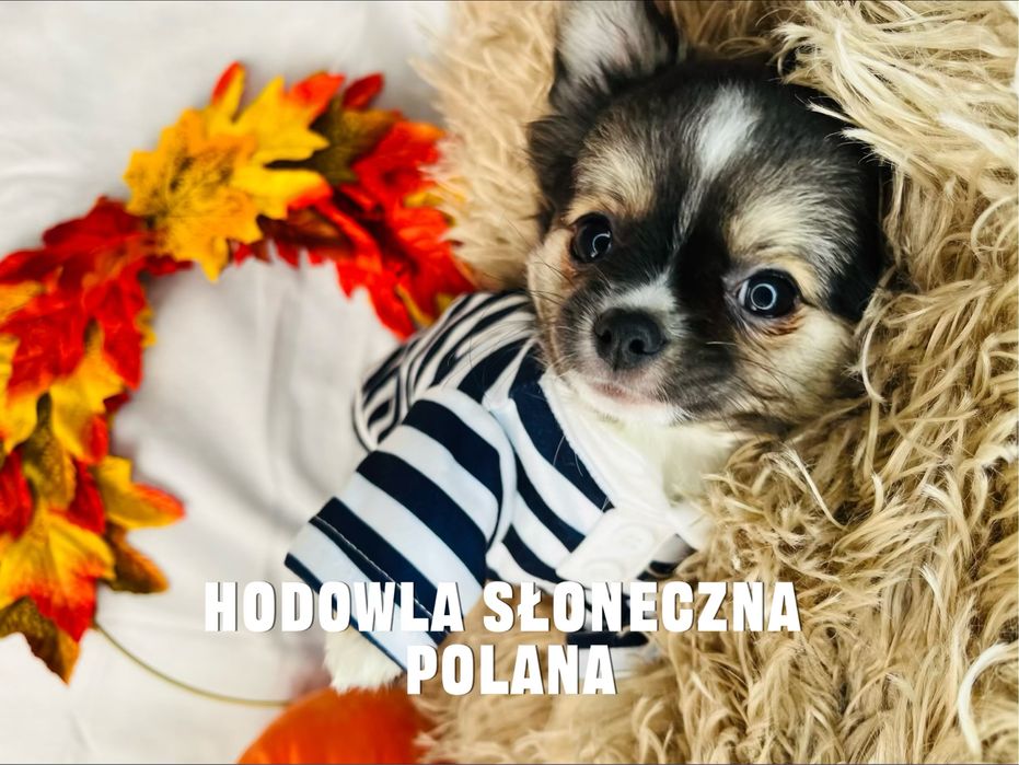 Chihuaua dł.włos z Rodowodem do odbioru