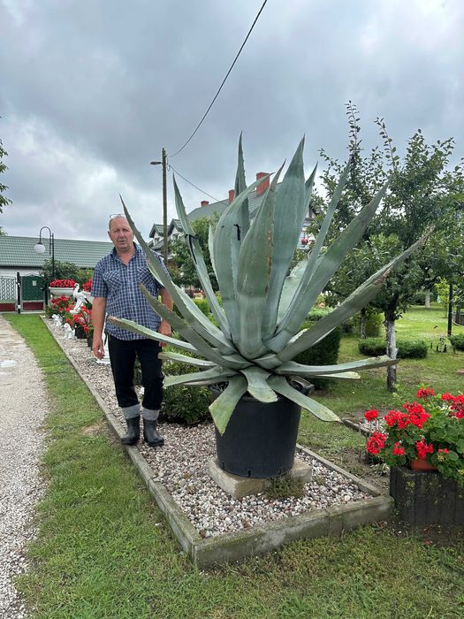 Sprzedam  25 letnią Agawę