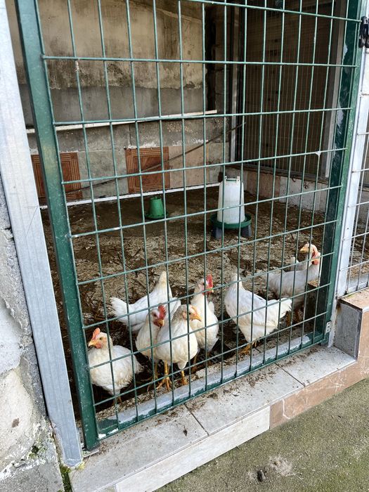 Coquichas Brancas !!