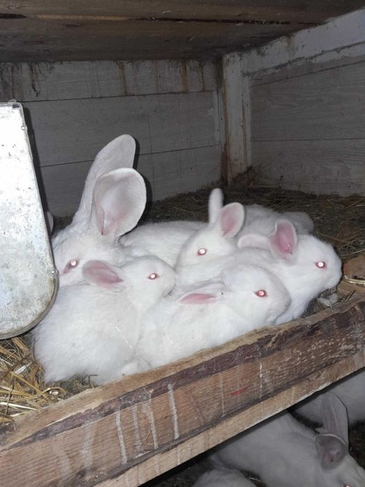 Likwidacja hodowli Króliki termondzkie