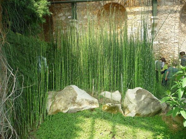 Canas cavalinha  jardim