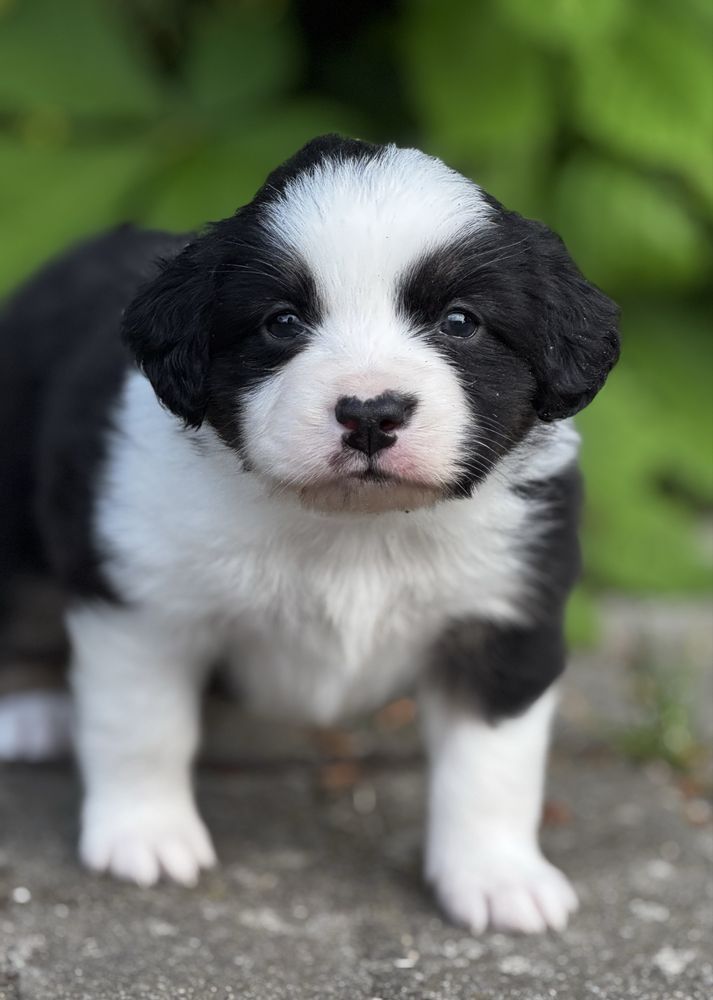 Amerykański owczarek miniaturowy- MAS - Mini Aussie- suczka FCI