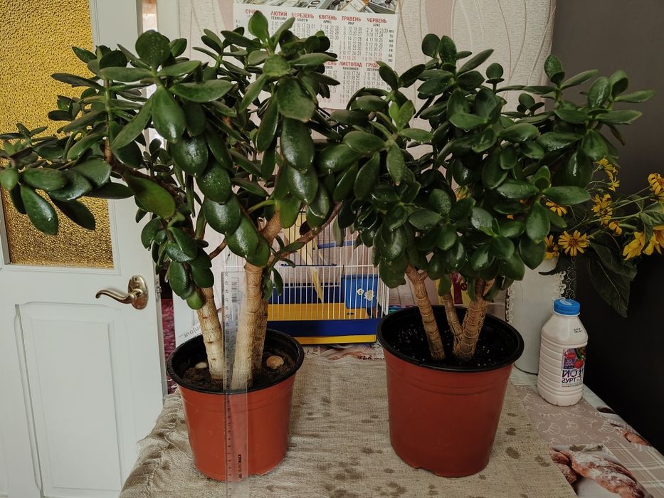 Продам комнатное растение денежное дерево