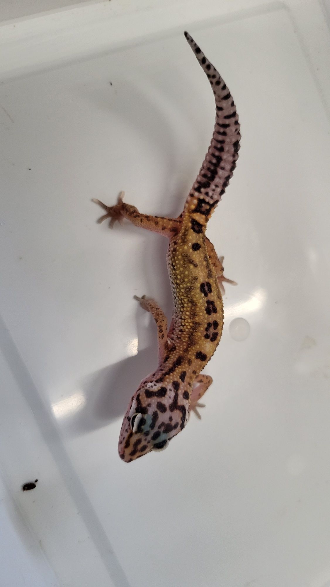 Gekon Lamparci  - Sklep Zoologiczny