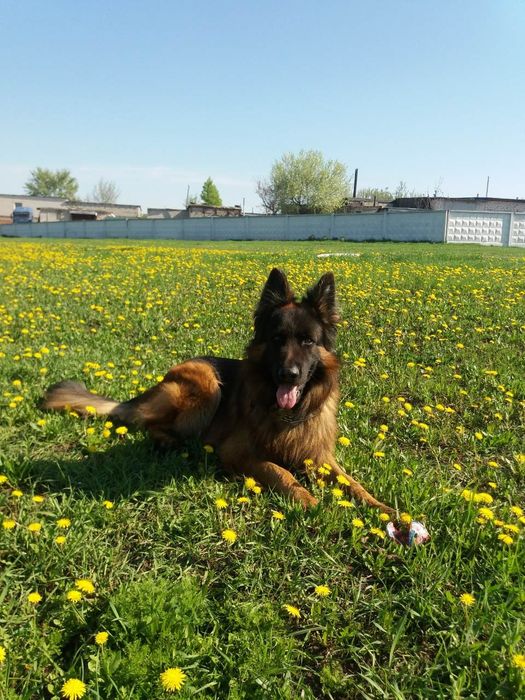 Кобель немецкой овчарки