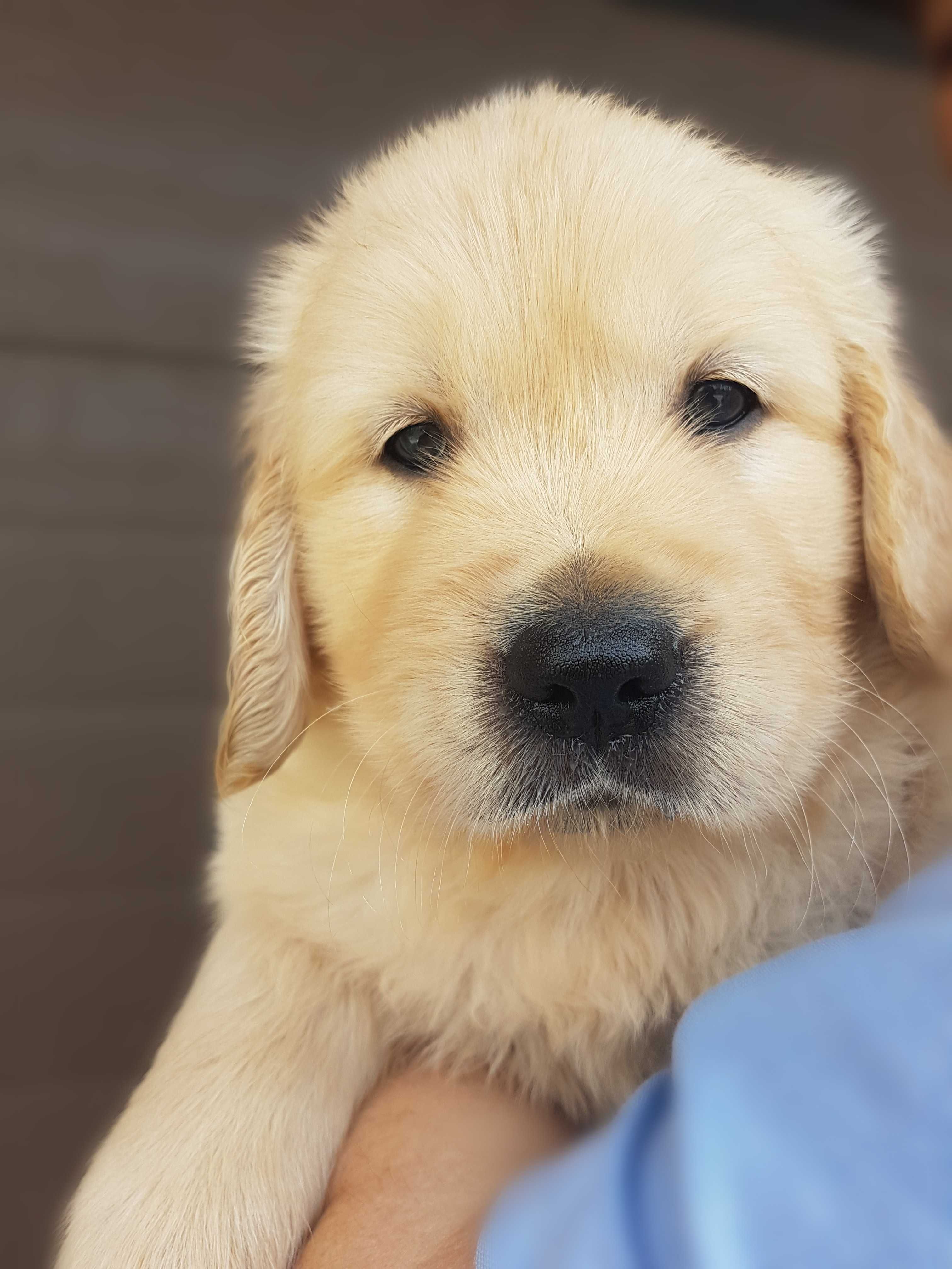 Golden Retriever com LOP Descendente de Campeões