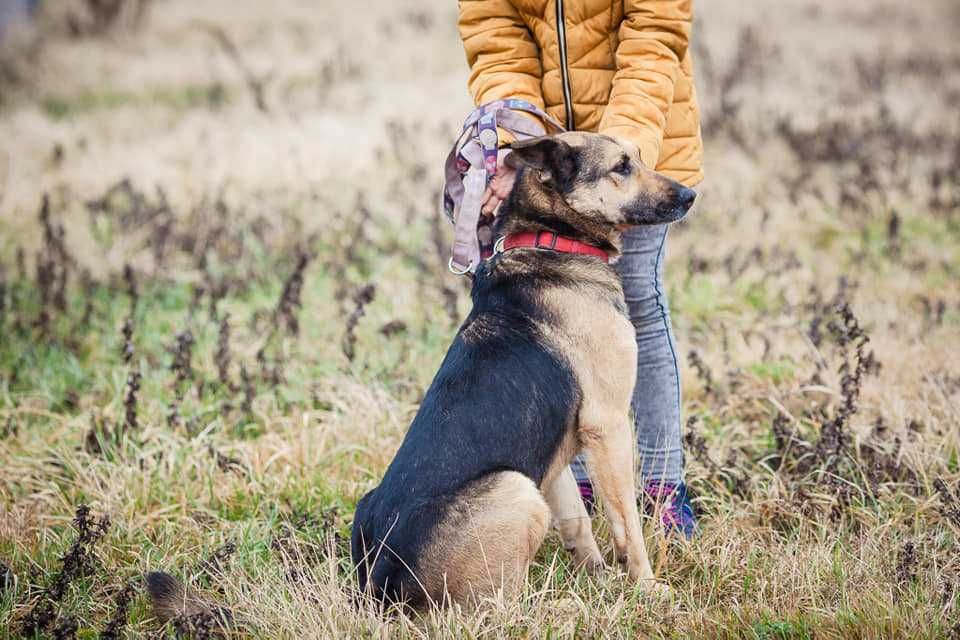 Topka - owczarek niemiecki mix, 8 lat, kocha człowieka!