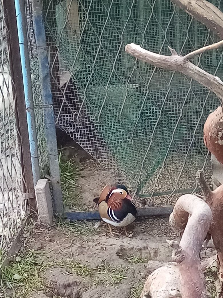 Sprzedam kaczkę mandarynke