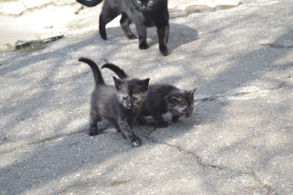Отдам в добрые руки кошечек