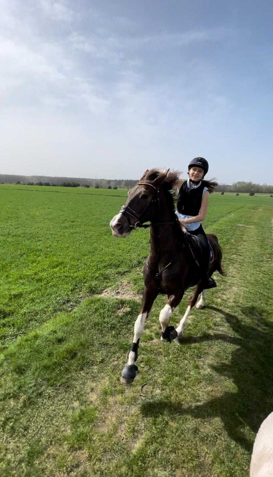 Nauka jazdy konnej, wyjazdy w teren, oprowadzanki