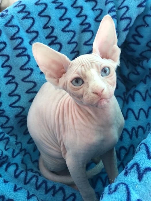 Дуже яскраві очі