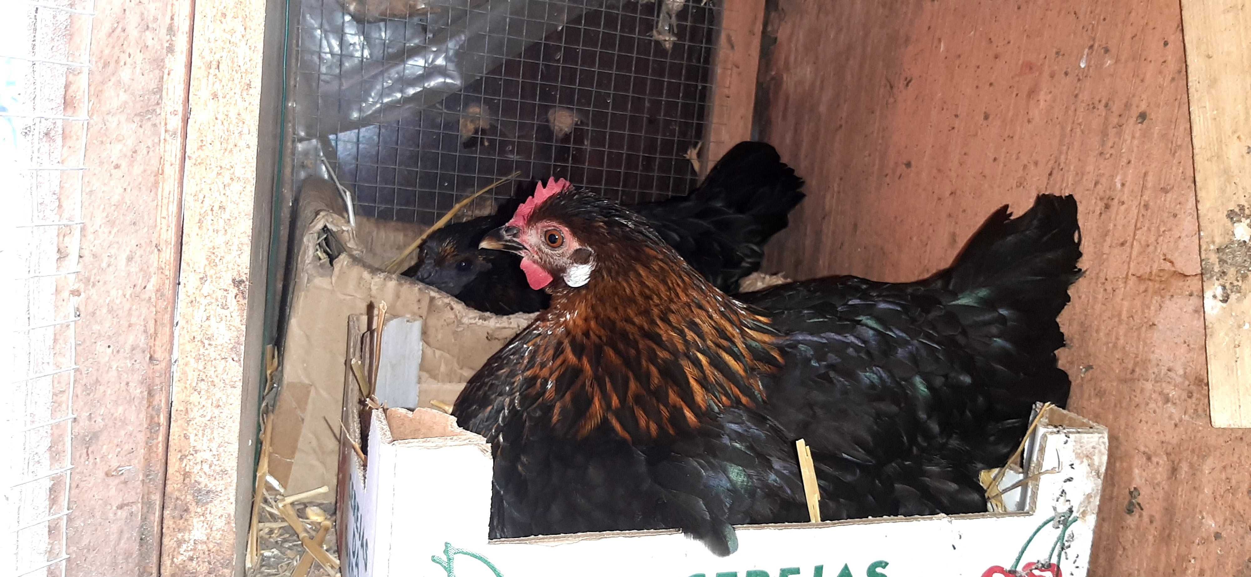 Vende-se  Coquicha choca e ovos galados