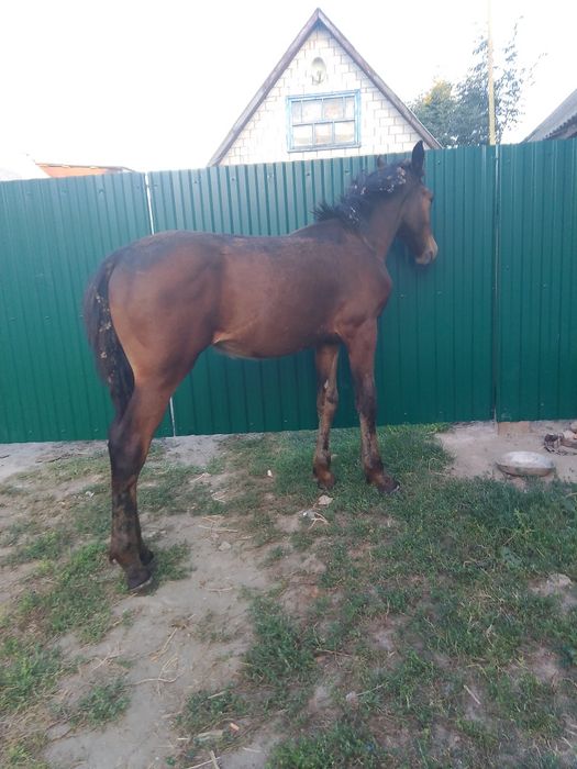 Продам молодого жеребчика