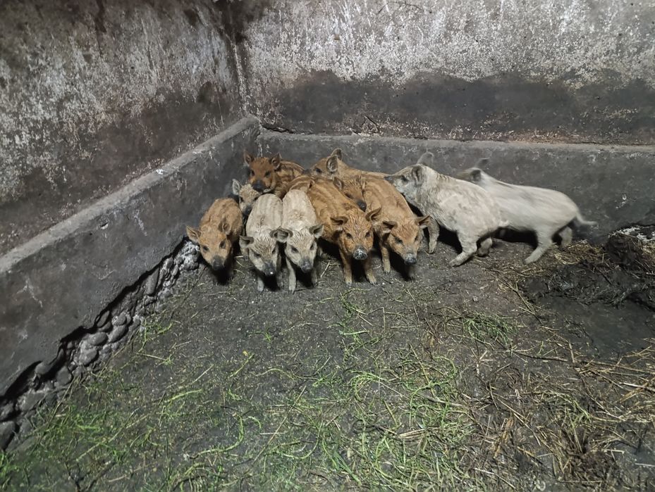 Поросята мангал .