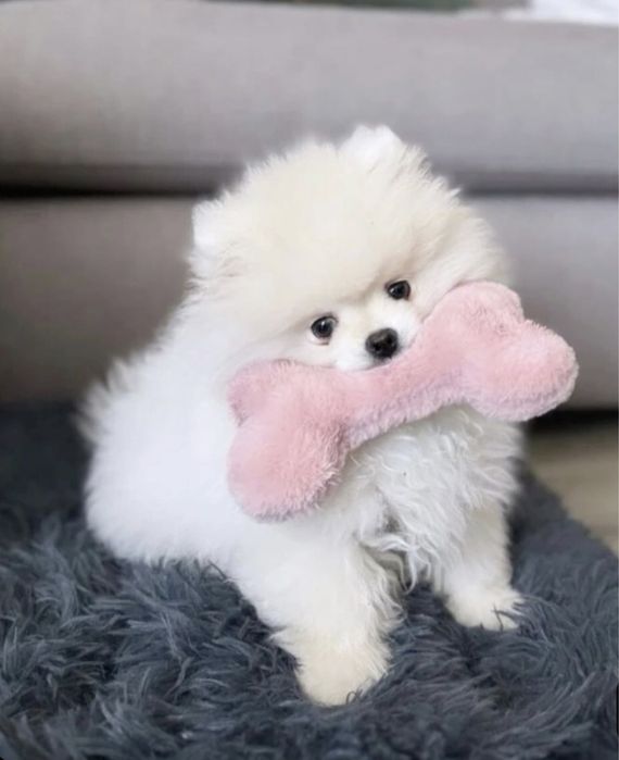 Spitz /lulu pomerania