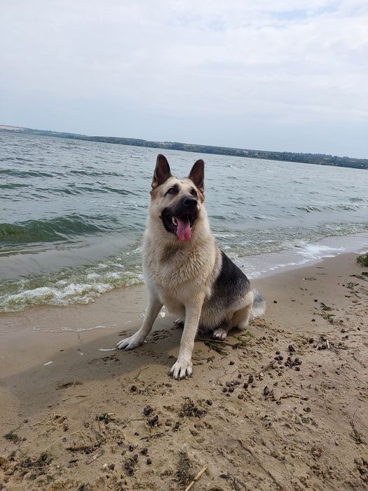 В'язка СЄВ східно-європейська вівчарка