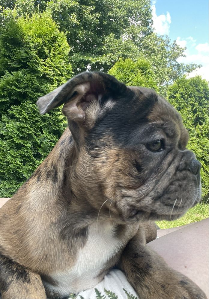 Buldog Francuski Leszek Kennel Club
