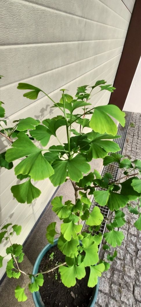 Ginkgo biloba (Árvore)