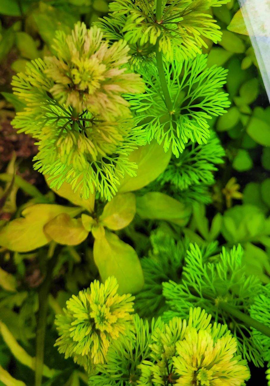 Limnophila sessiliflora Limnofila bezszypułkowa WYSYŁKA
