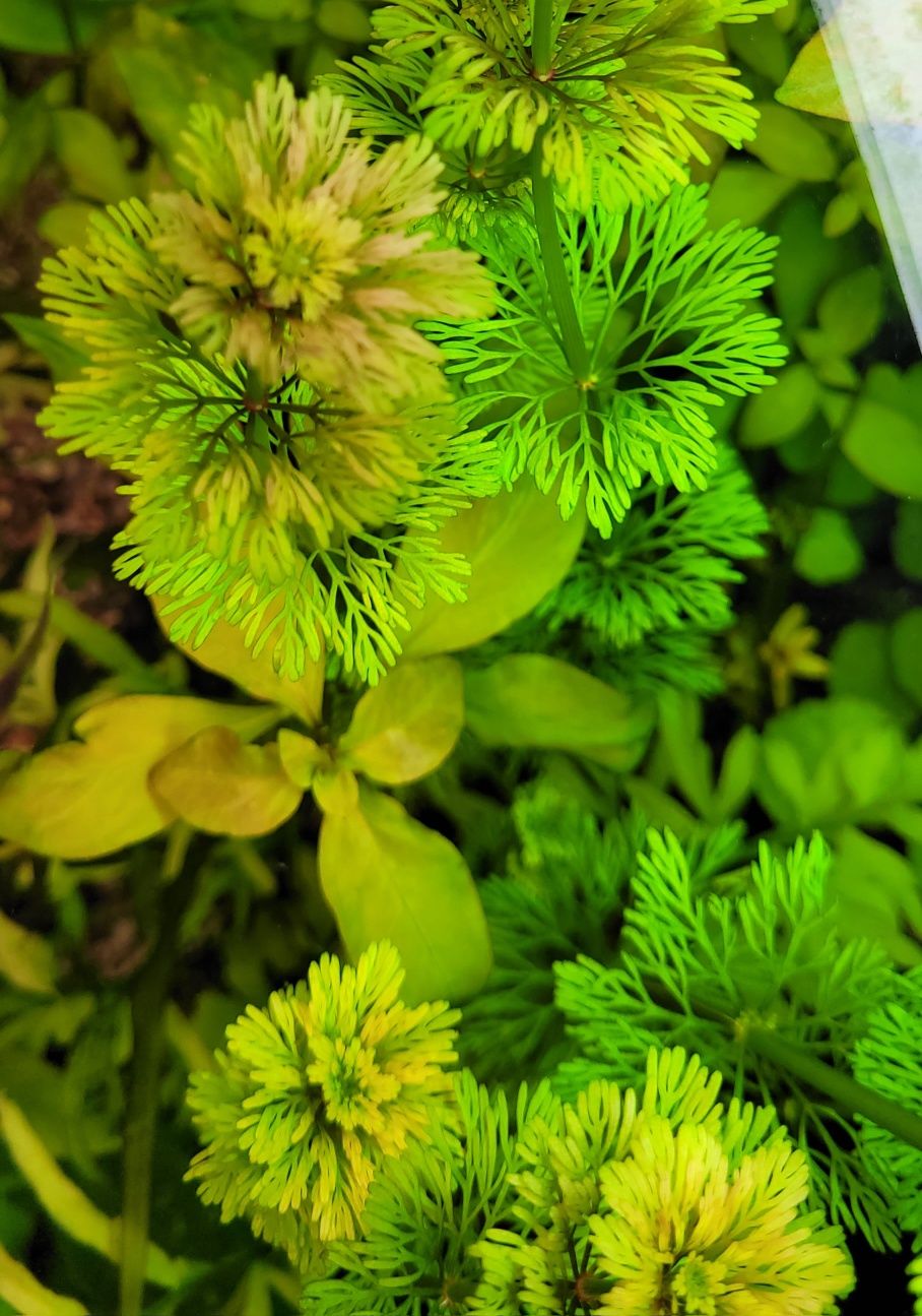 Limnophila sessiliflora Limnofila bezszypułkowa WYSYŁKA