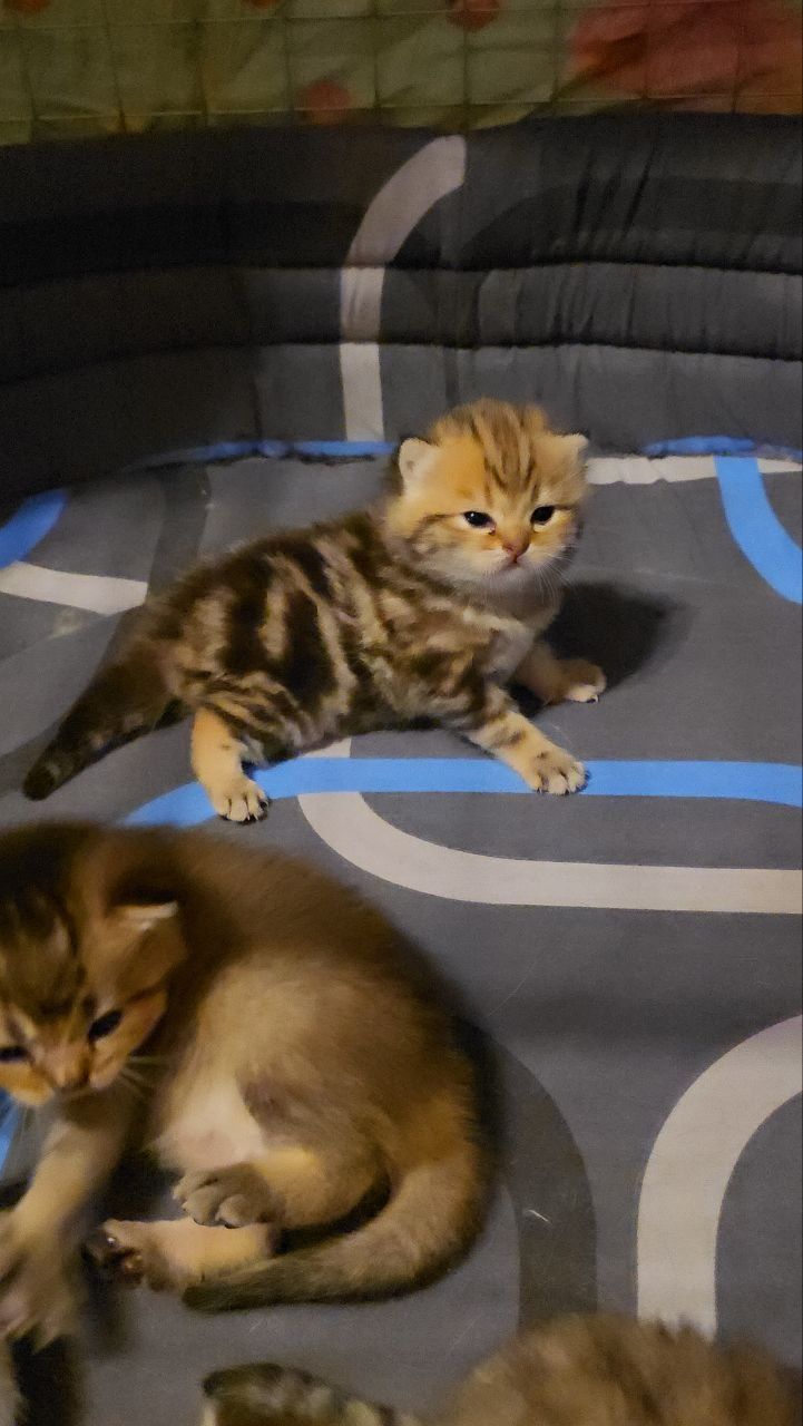 Шотландские котята