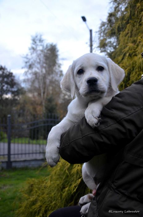 Labrador Retriever, maść: biszkoptowa, metryka ZKwP (FCI)