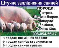 Штучне запліднення свиней