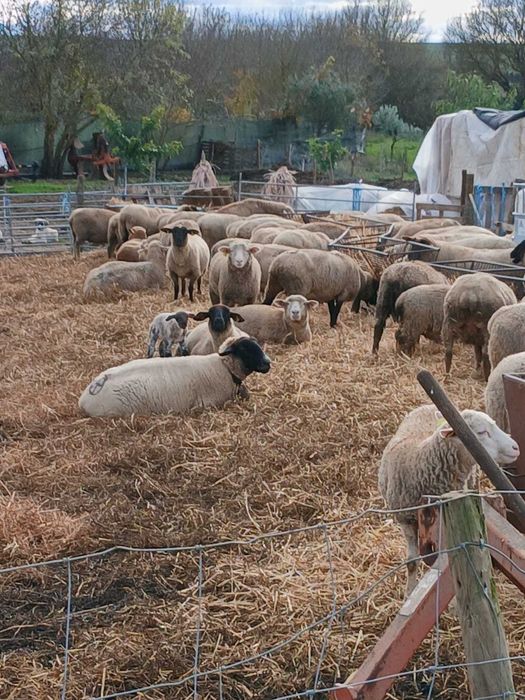 Vendo 125 Ovelhas