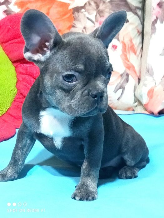 Голубые девочки французского бульдога.