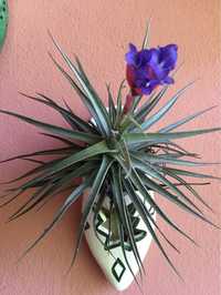 Bromelia tillandsia  planta da amizade