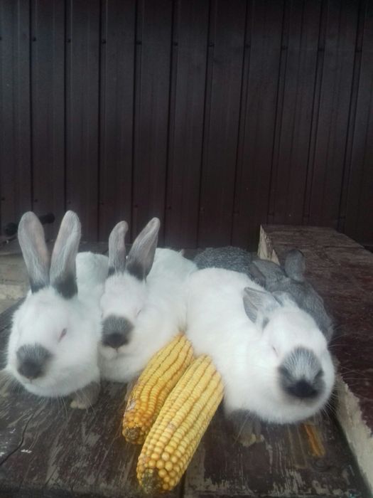 Молоді кролики готові до переїзду!!!