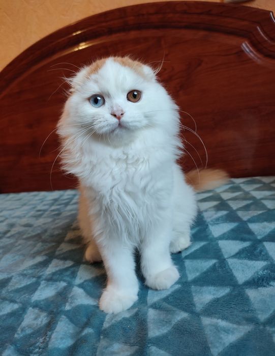 Шотландський котик з різними очима.