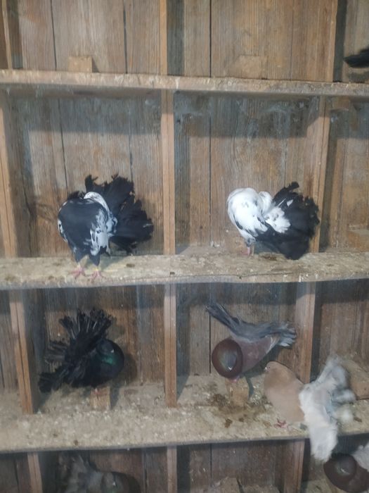 Gołębie Pawiki Pawik