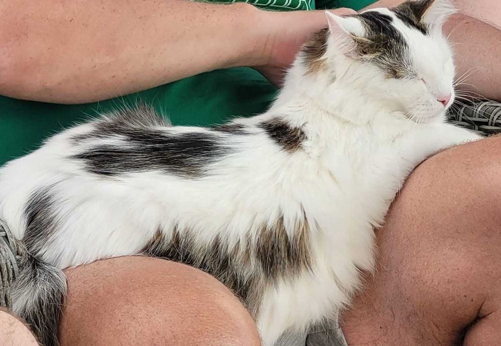 3 letni Fuks wypatruje wymarzonego domu