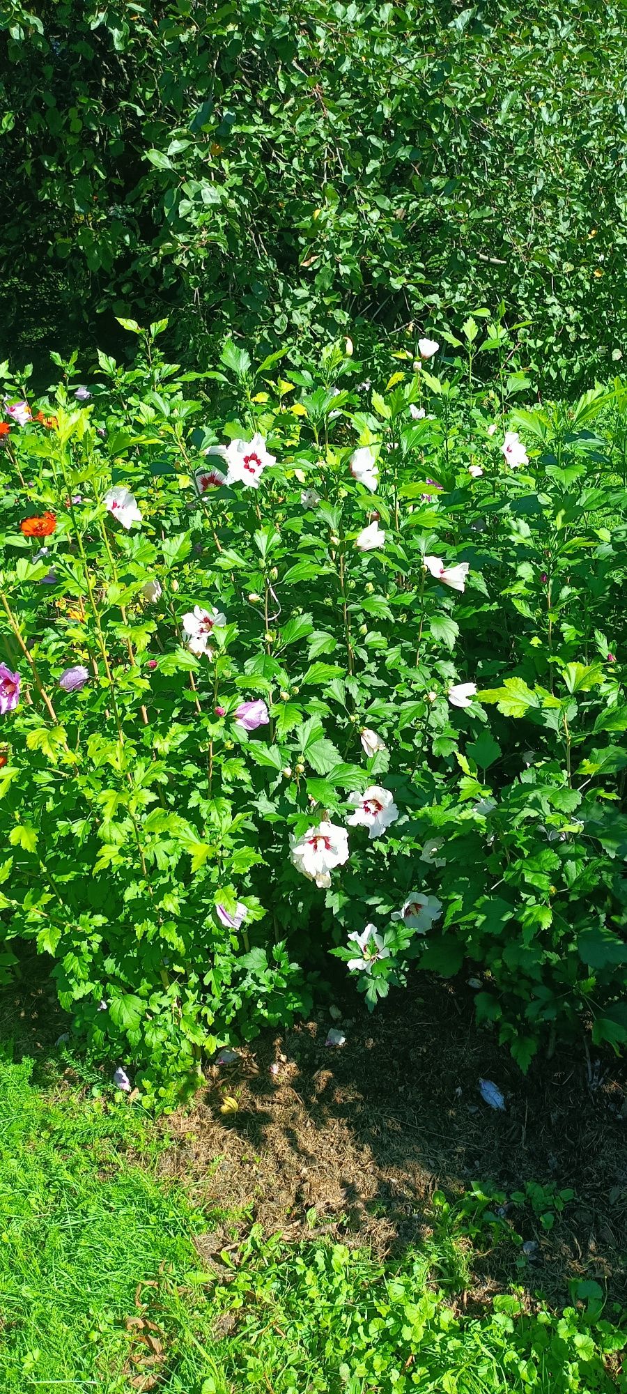 Hibiskus róża chińska ketmia syryjska zestaw 3 sztuk