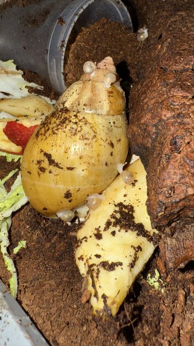 Slimak Afrykanski Lissachatina fulica rodatzi