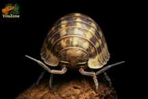 izopody Armadillidium nasatum 10 szt.