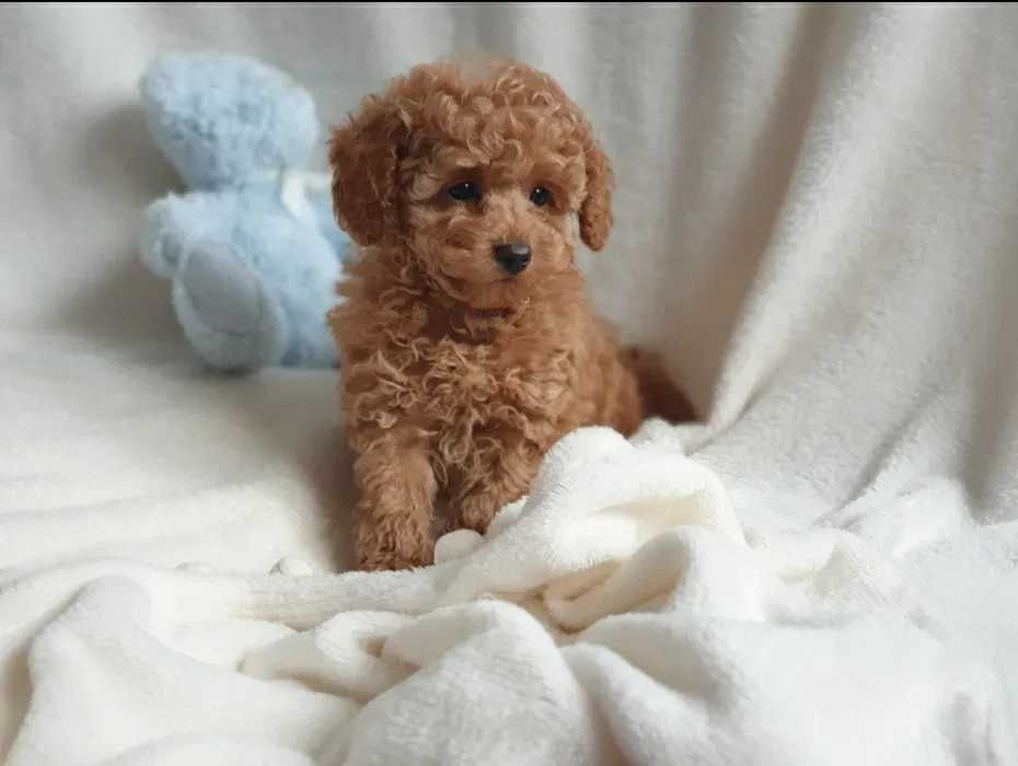 Poodle disponível
