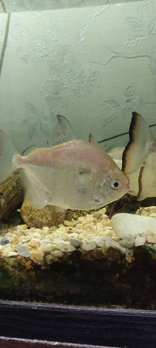 Рыбки аквариумные