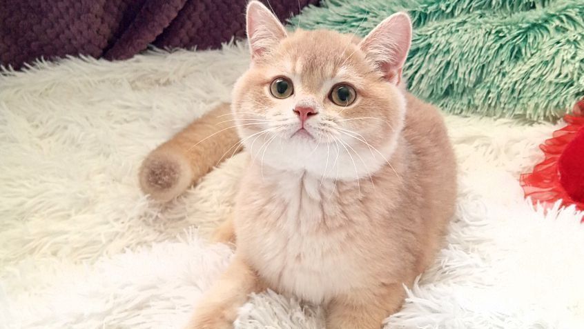 Золота шиншилла, неймовірний малиш