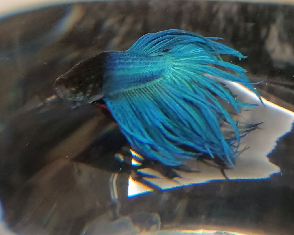 Betta Crown Tail